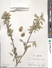 Prunus bucharica image