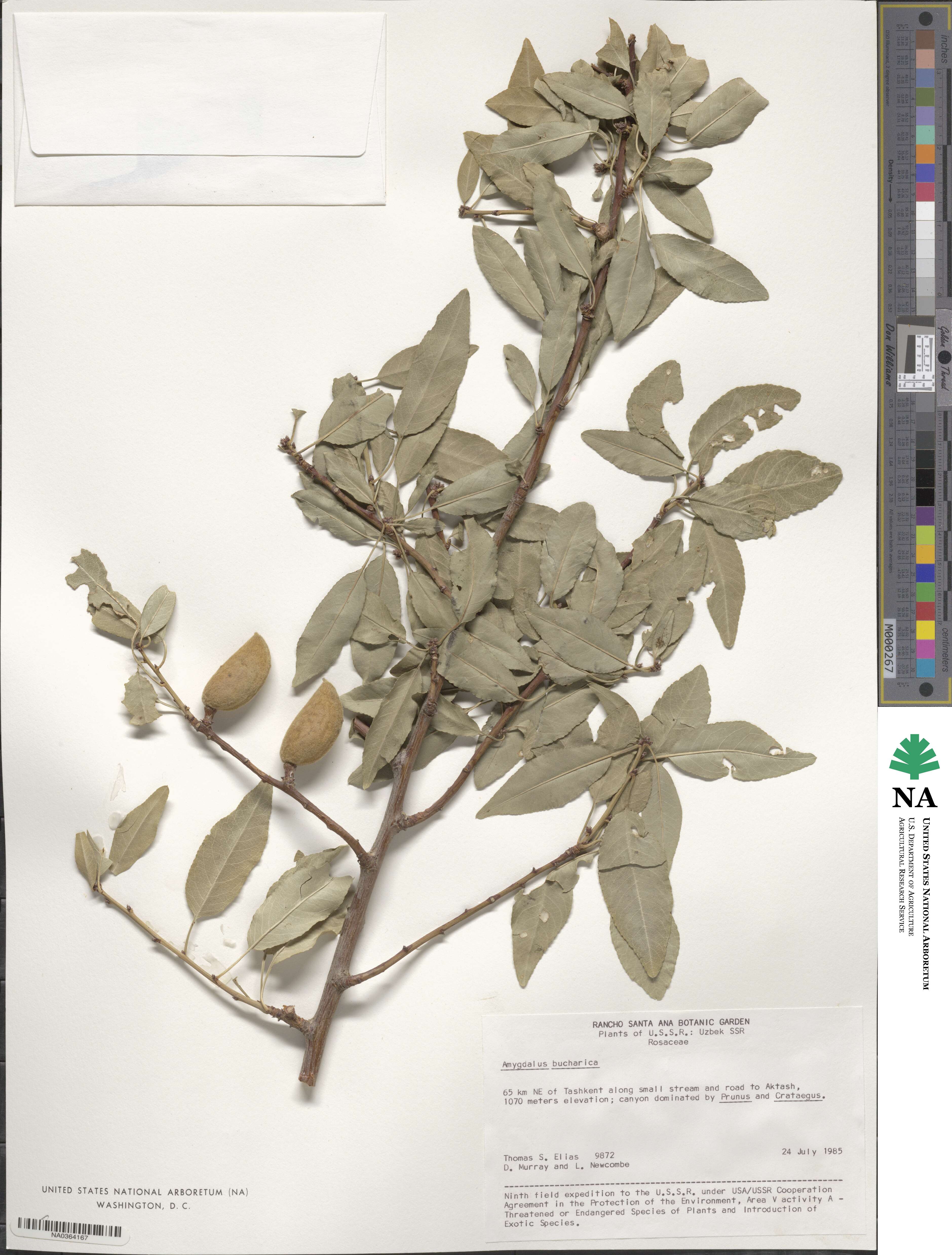 Prunus bucharica image