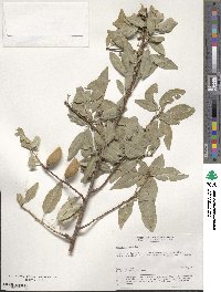 Prunus bucharica image