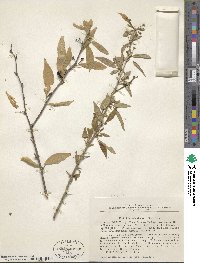 Prinsepia sinensis image