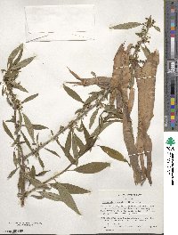 Prinsepia sinensis image