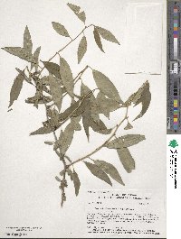 Prinsepia sinensis image