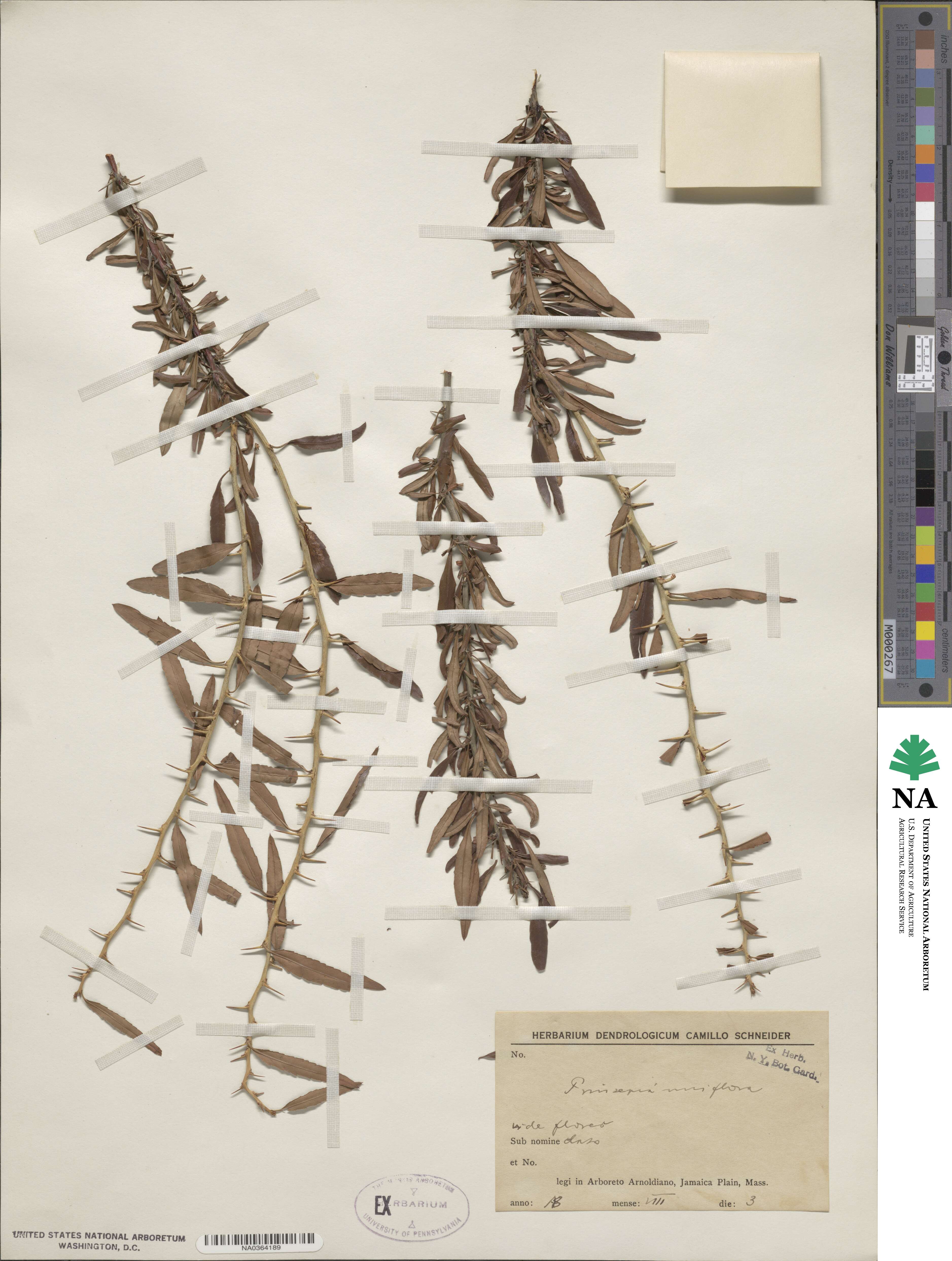 Prinsepia sinensis image
