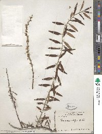 Prinsepia sinensis image