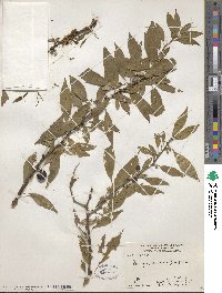 Prinsepia sinensis image