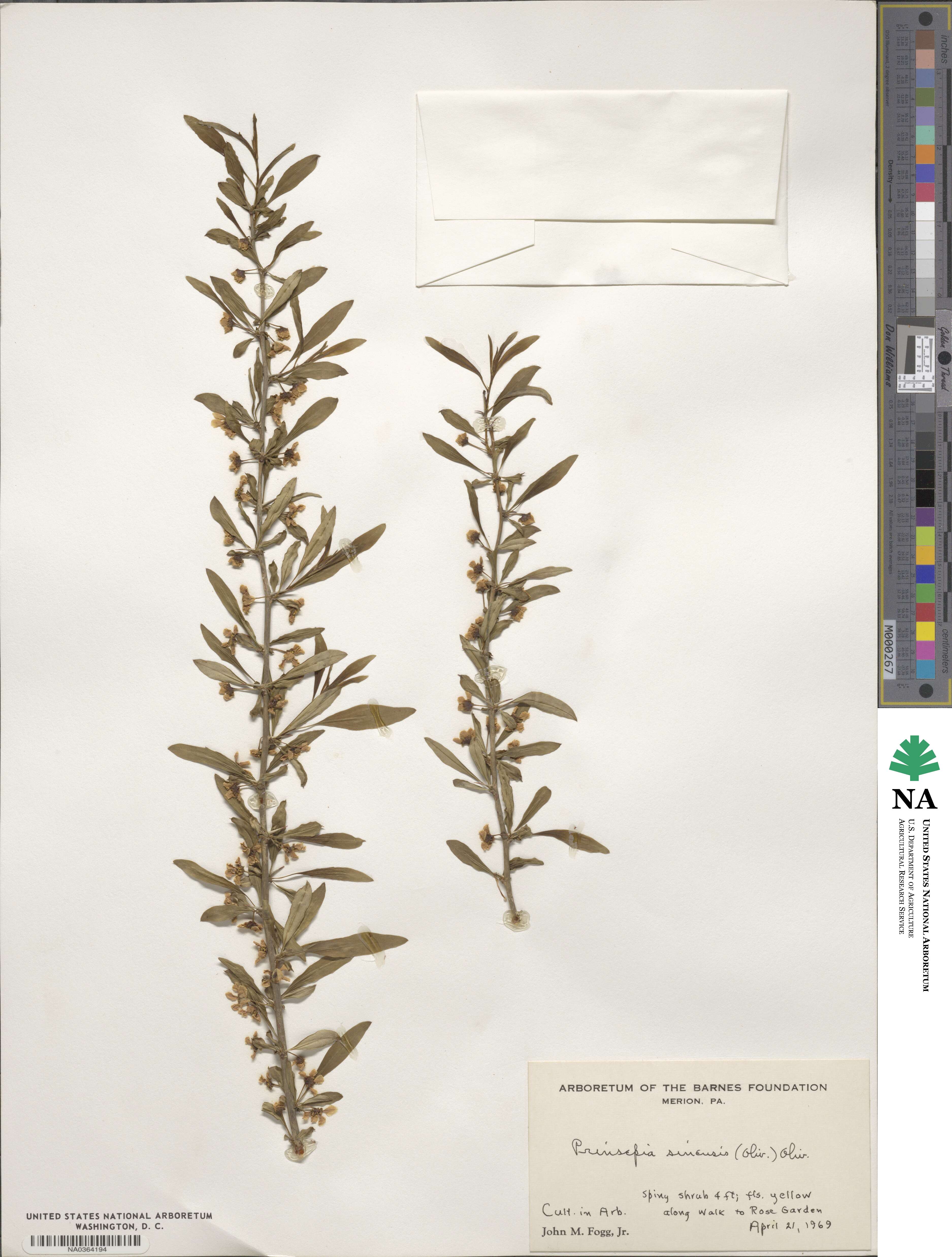Prinsepia sinensis image