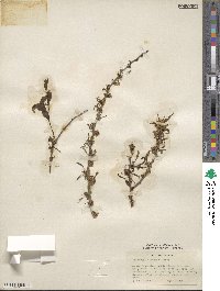 Prinsepia sinensis image