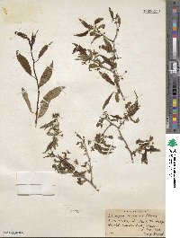 Prinsepia sinensis image