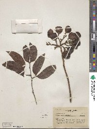 Peltogyne paniculata image