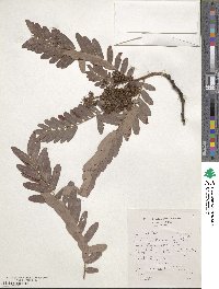 Image of Brachystegia boehmii