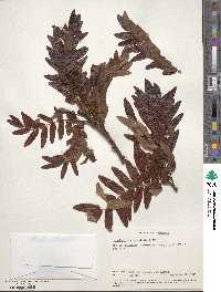 Image of Brachystegia longifolia