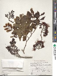 Schotia brachypetala image