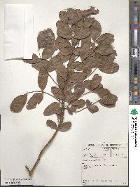 Schotia brachypetala image