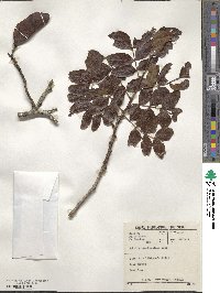 Schotia brachypetala image