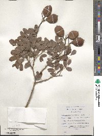 Schotia latifolia image