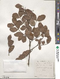 Schotia latifolia image