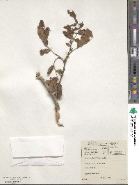 Schotia latifolia image