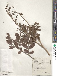 Schotia latifolia image