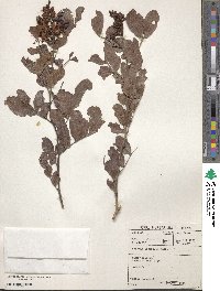 Schotia latifolia image