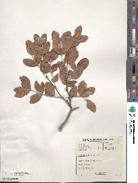 Schotia latifolia image