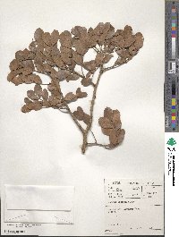 Schotia latifolia image