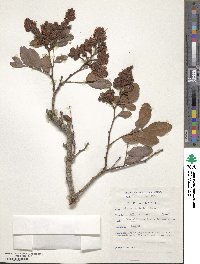 Schotia latifolia image