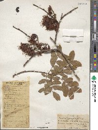 Schotia brachypetala image