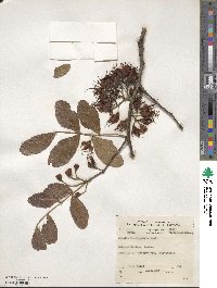 Schotia brachypetala image