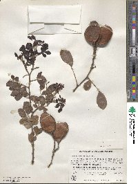 Schotia brachypetala image