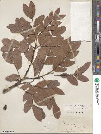 Schotia brachypetala image