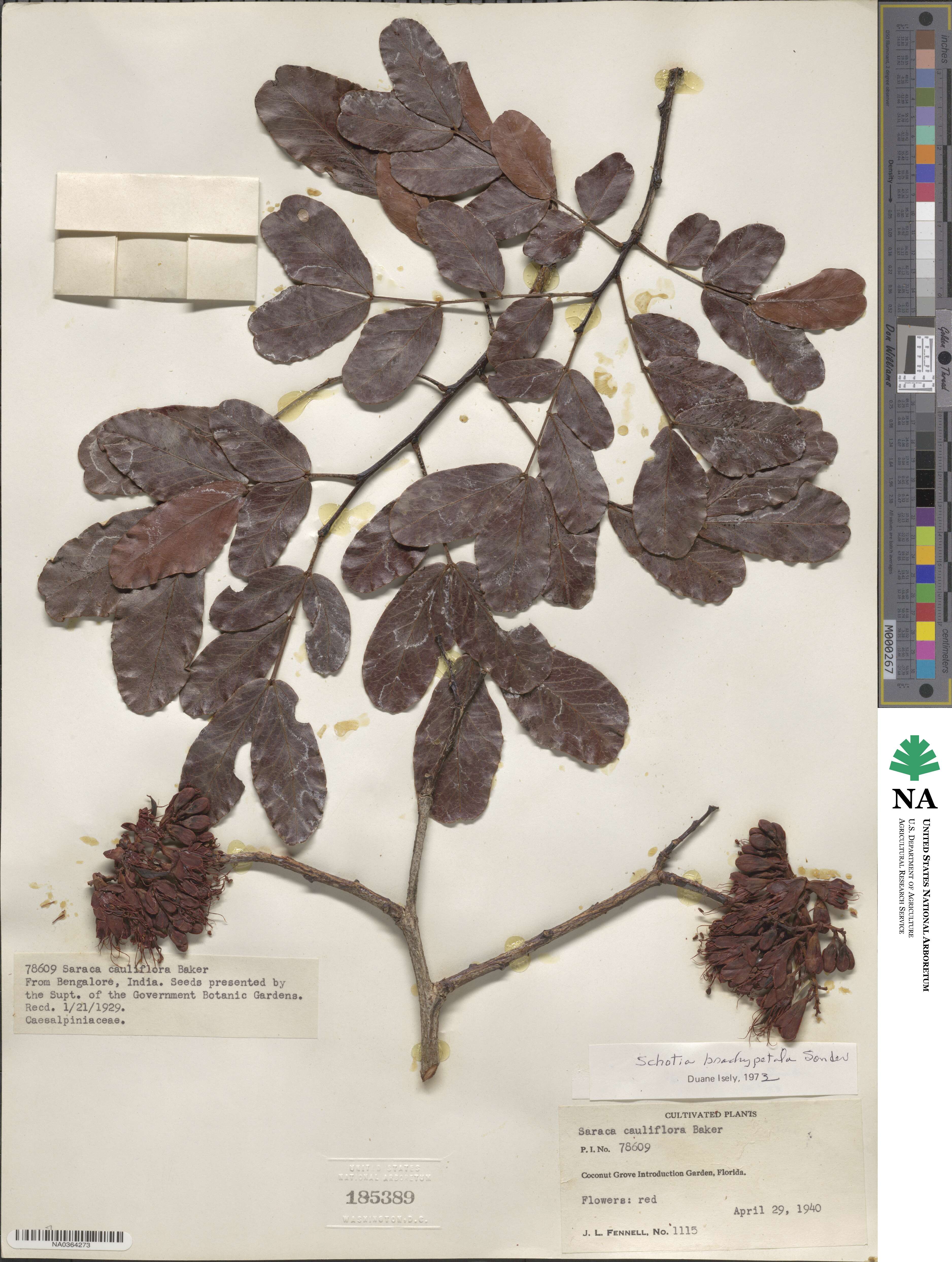 Schotia brachypetala image