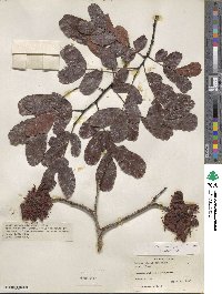 Schotia brachypetala image