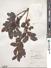 Schotia brachypetala image