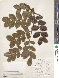 Schotia brachypetala image