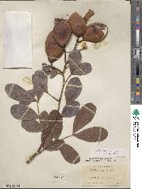 Schotia latifolia image