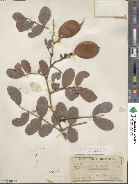 Schotia latifolia image