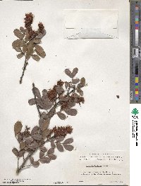 Schotia latifolia image