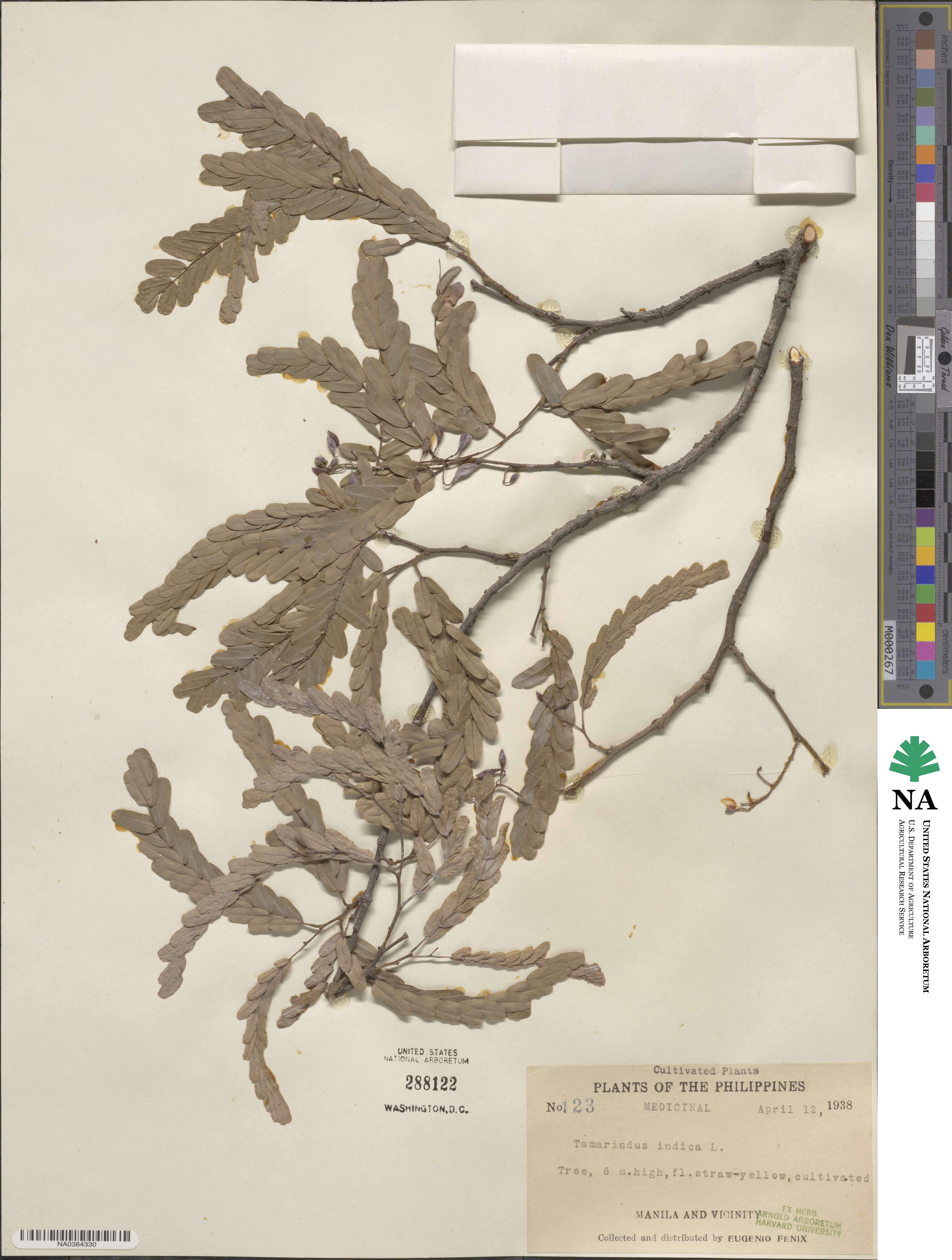 Tamarindus indica image