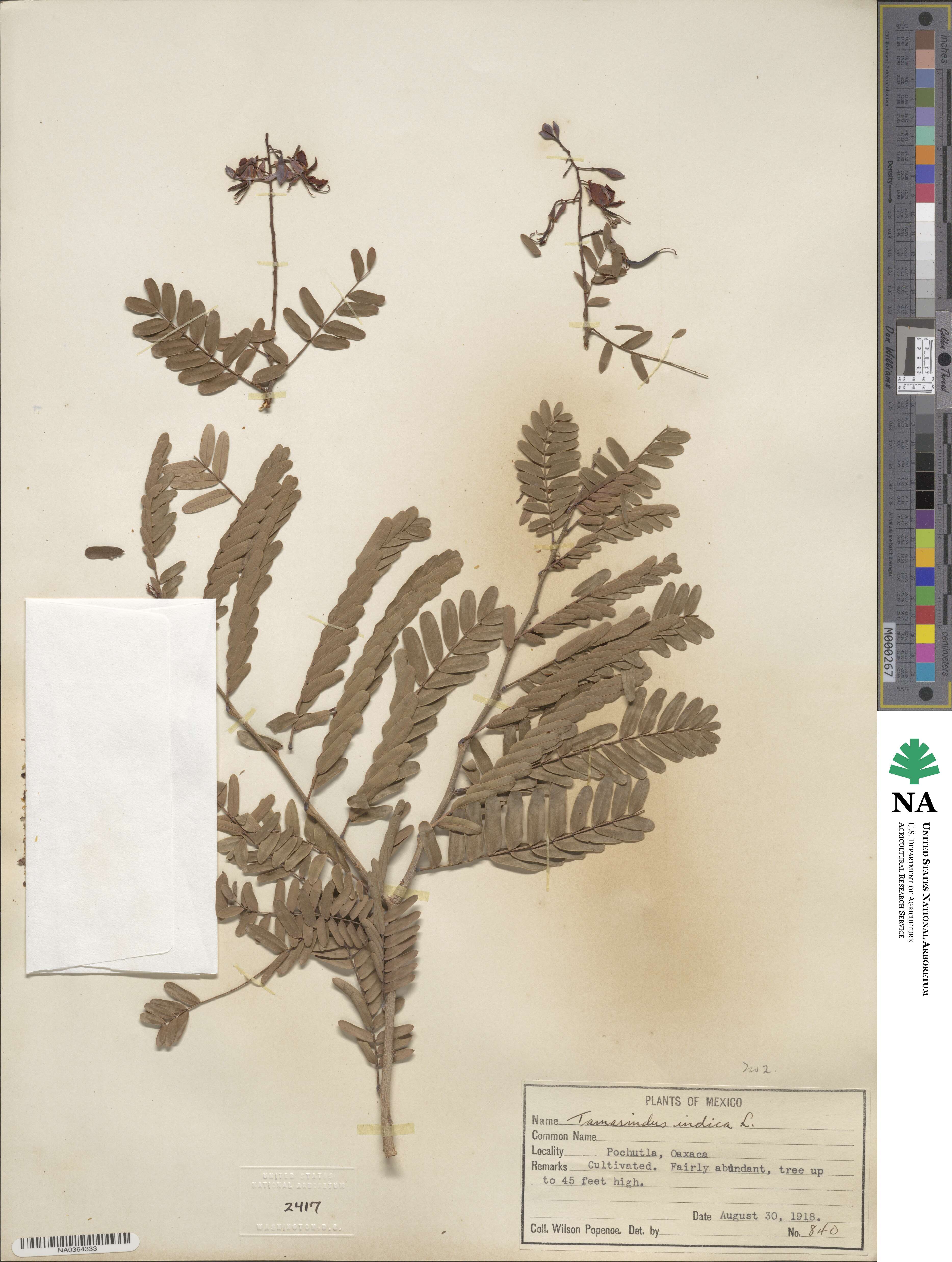 Tamarindus image