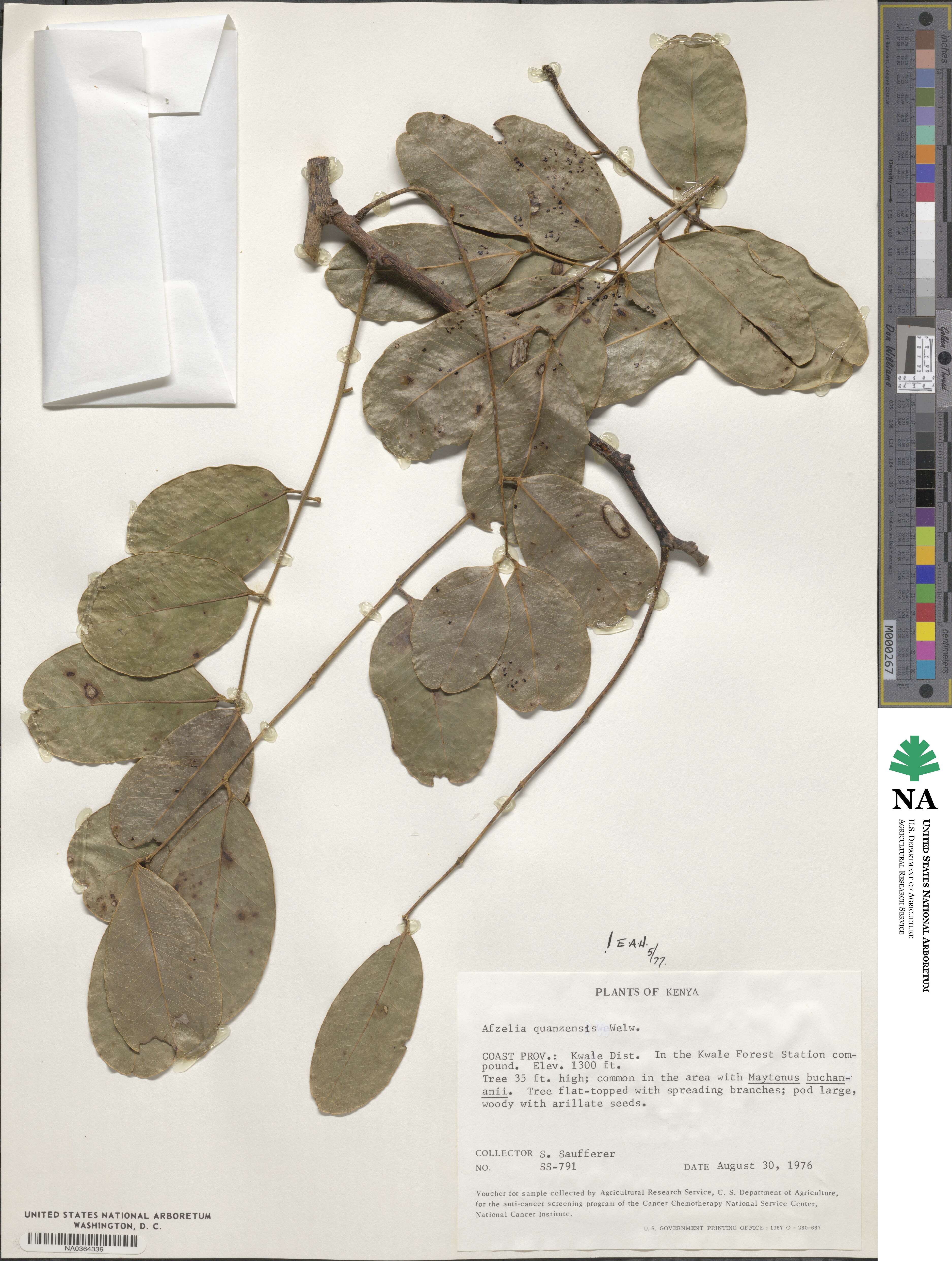 Afzelia quanzensis image