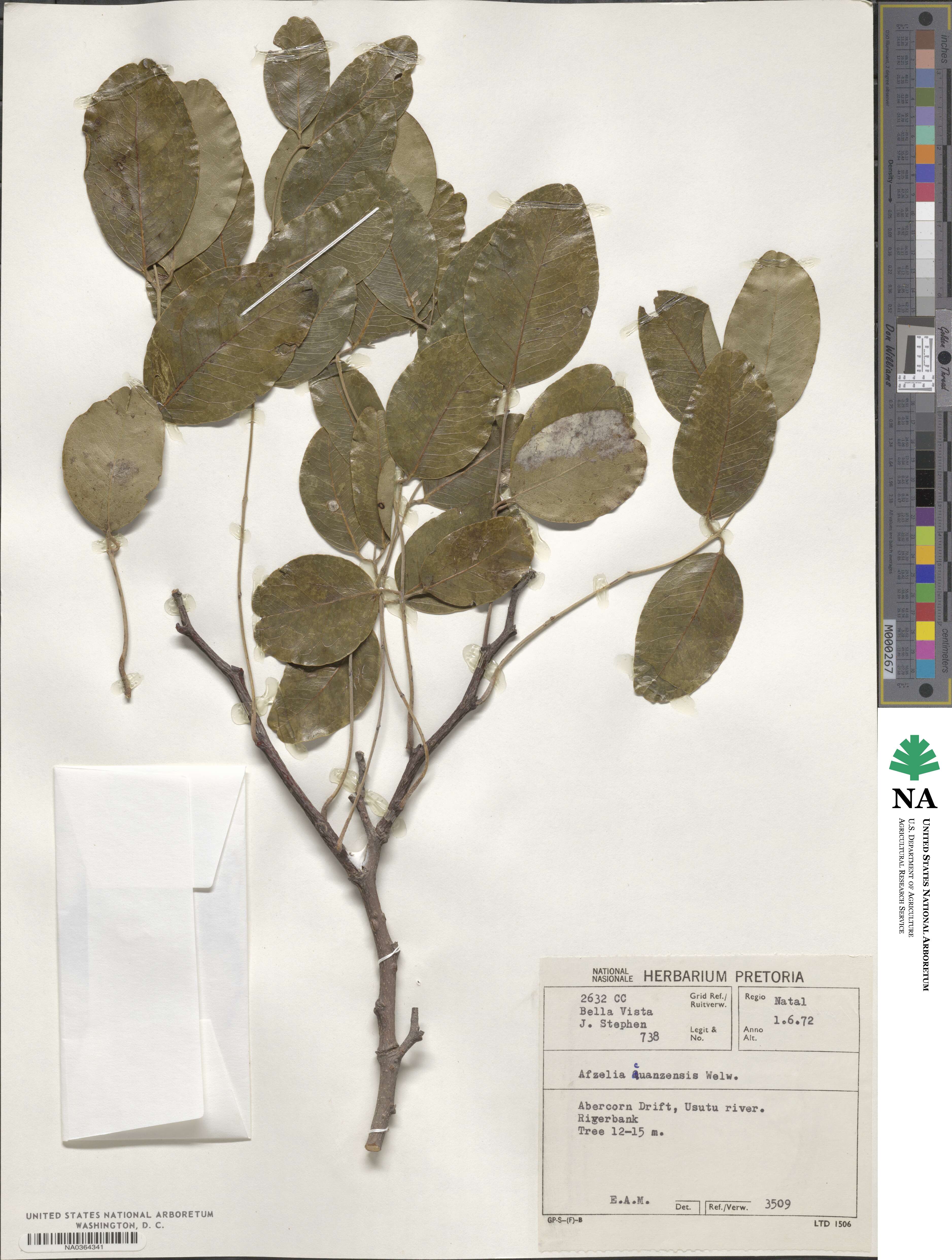 Afzelia quanzensis image