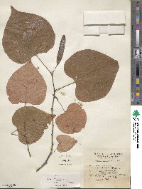 Cercis canadensis image