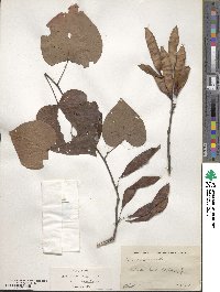 Cercis canadensis image