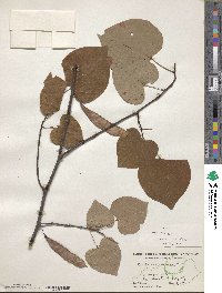 Cercis canadensis image