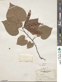 Cercis canadensis image