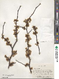 Cercis canadensis image