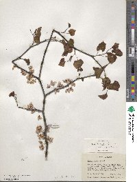 Cercis canadensis image