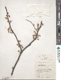 Cercis canadensis image