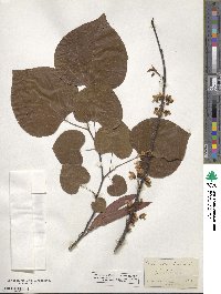 Cercis canadensis image