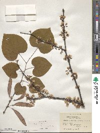 Cercis canadensis image